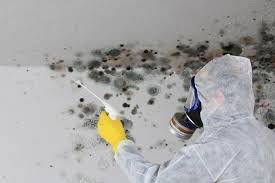 Best Forensic Mold Investigation  in Maurice, LA